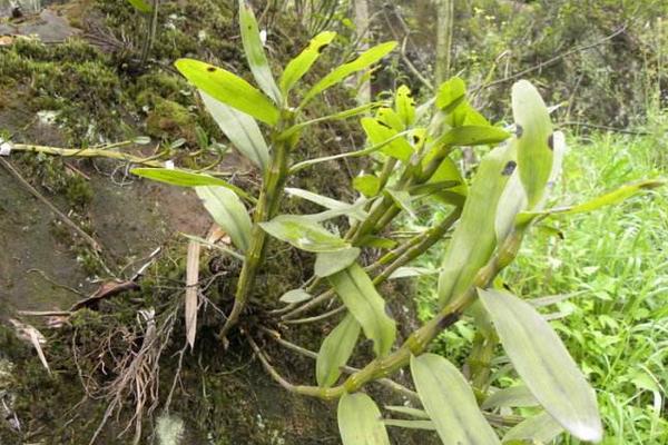 野生石斛市场价格多少钱一斤