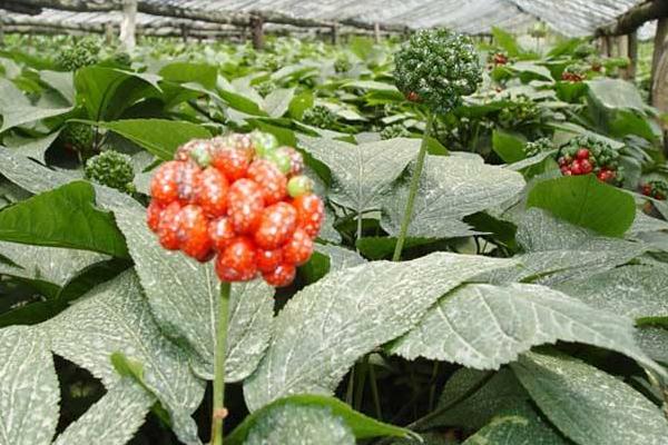 西洋参种植技术 西洋参怎么种