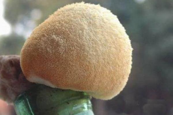 猴头菇产地在哪里 猴头菇哪里产的又正宗又好