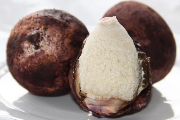 竹荪蛋的功效与作用及禁忌 竹荪蛋营养价值