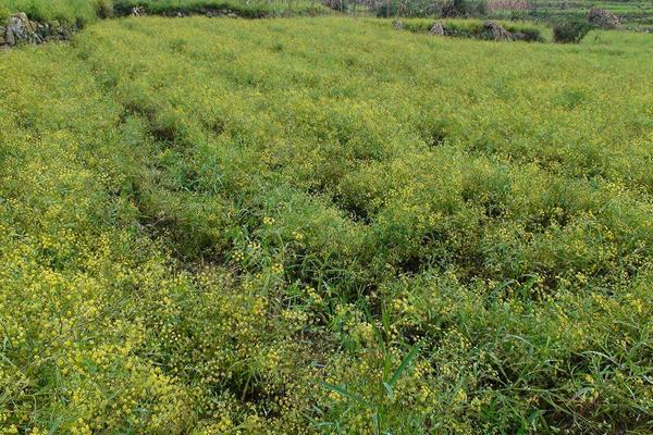 柴胡产地在哪里 柴胡生长周期多长