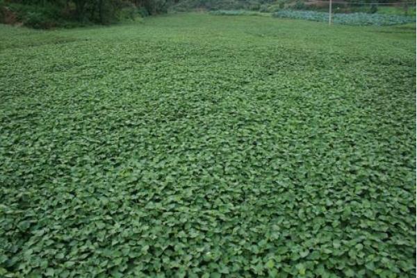 鱼腥草市场价格多少钱一斤 鱼腥草的种植技术