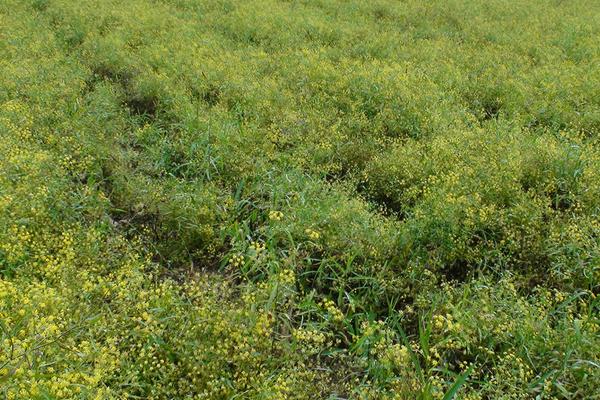 柴胡种植技术 柴胡种植时间及方法