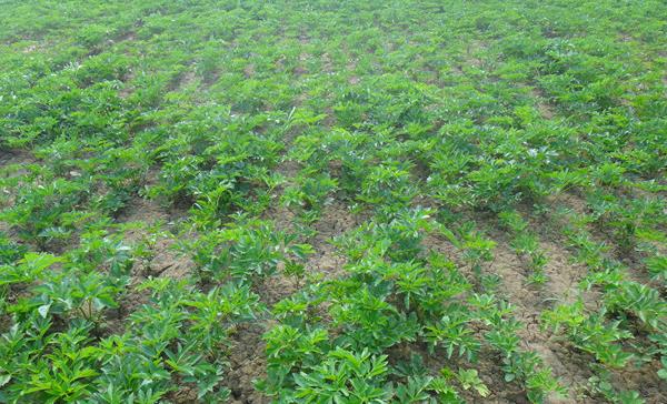 白芷什么时候种植 白芷栽培技术