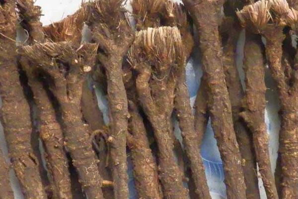 北柴胡的功效与作用及禁忌 北柴胡和柴胡的区别是什么