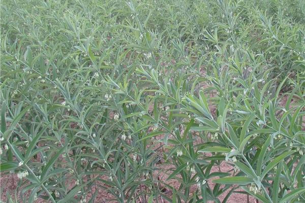 黄精哪里产的最好 黄精的形态特征