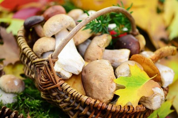 蘑菇怎么洗干净 蘑菇的营养成分和价值