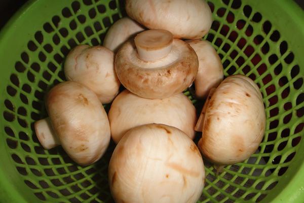 蘑菇功效与作用及禁忌 蘑菇营养价值