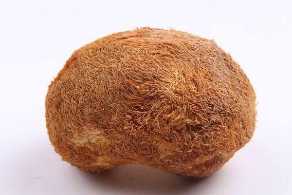 猴头蘑菇怎么吃 猴头蘑菇市场价格多少钱一斤