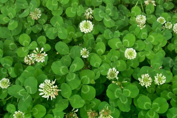 三叶草产地在哪里 三叶草长在什么地方