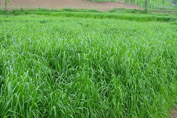 黑麦草种子市场价格多少钱一斤 黑麦草的栽培技术