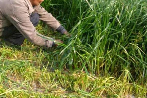 黑麦草种子市场价格多少钱一斤 黑麦草的栽培技术