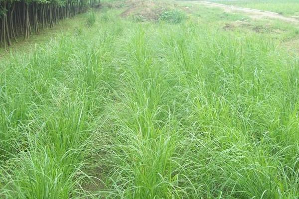 狼尾草种植技术 狼尾草冬天怎么处理