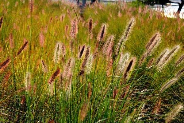 狼尾草种植技术 狼尾草冬天怎么处理