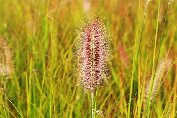 狼尾草种植技术 狼尾草冬天怎么处理