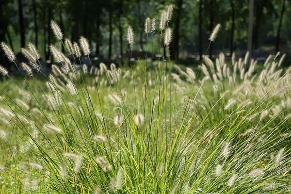 狼尾草种植技术 狼尾草冬天怎么处理