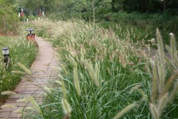 狼尾草种植技术 狼尾草冬天怎么处理
