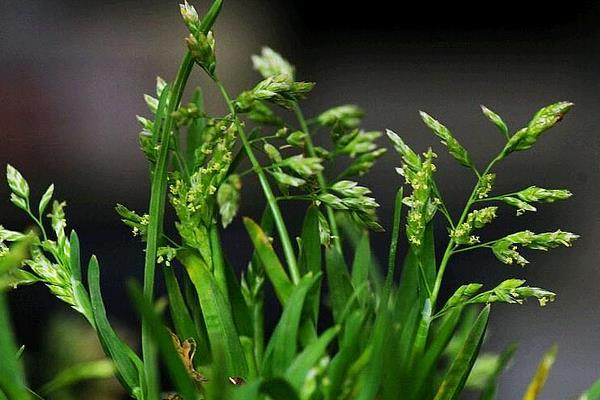 早熟禾市场价格多少钱一吨（平方） 早熟禾的种植技术