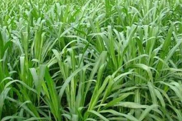 苏丹草种子市场价格多少钱一斤 苏丹草的种植技术