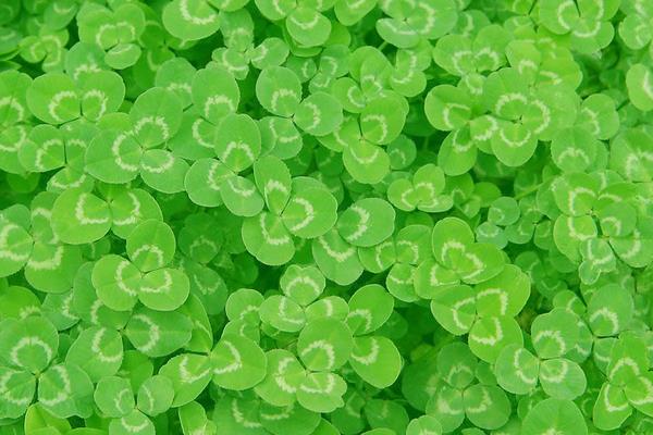 三叶草是牧草么 三叶草亩产量多少