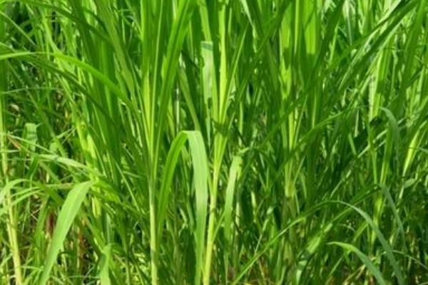 苏丹草图片大全 苏丹草简介