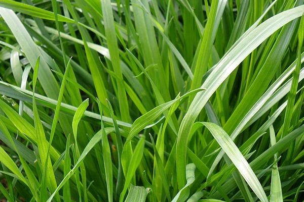 高产牧草有哪些品种 哪种牧草产量高