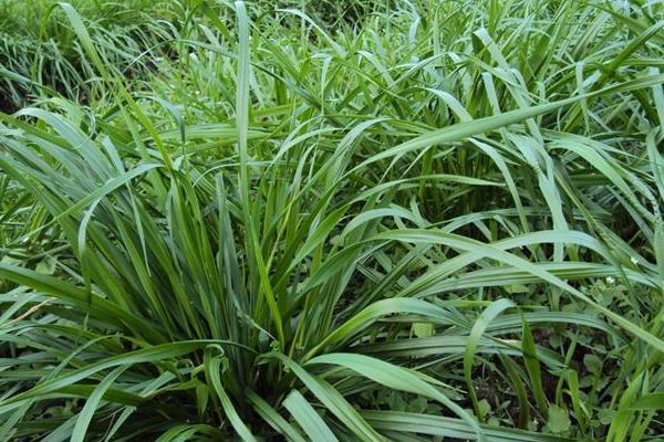 黑麦草种植时间及方法 黑麦草的生长特性