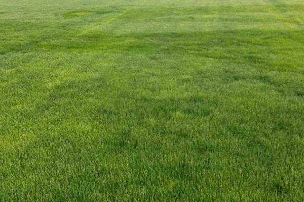 黑麦草市场价格多少钱一吨（或平方） 黑麦草的营养价值和用途