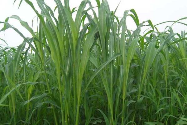 苏丹草亩产量多少 苏丹草作为牧草种植前景效益分析