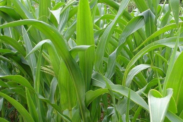 苏丹草亩产量多少 苏丹草作为牧草种植前景效益分析