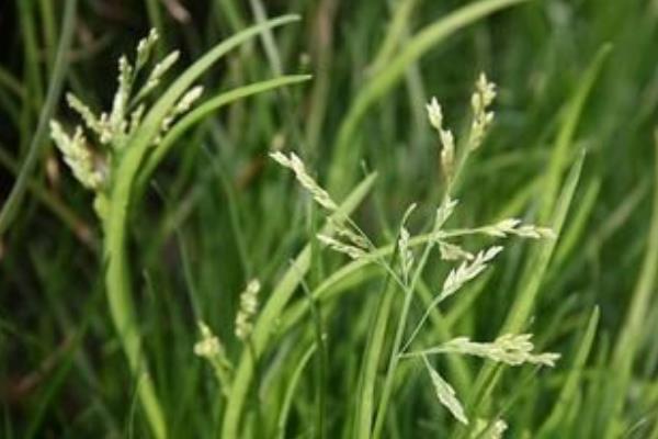 早熟禾品种有哪些  早熟禾是什么