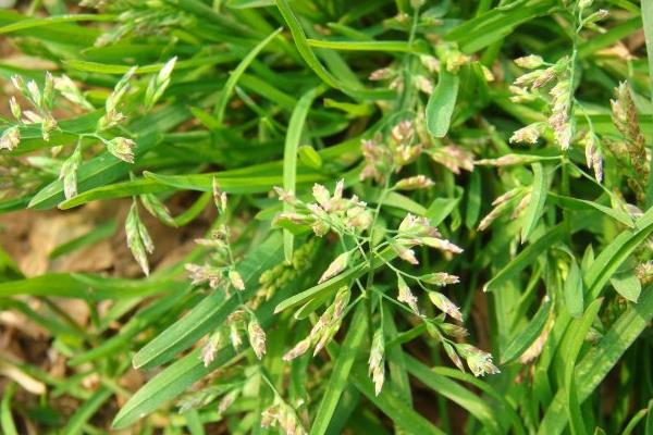 早熟禾种子市场价格多少钱一斤  早熟禾种植技术