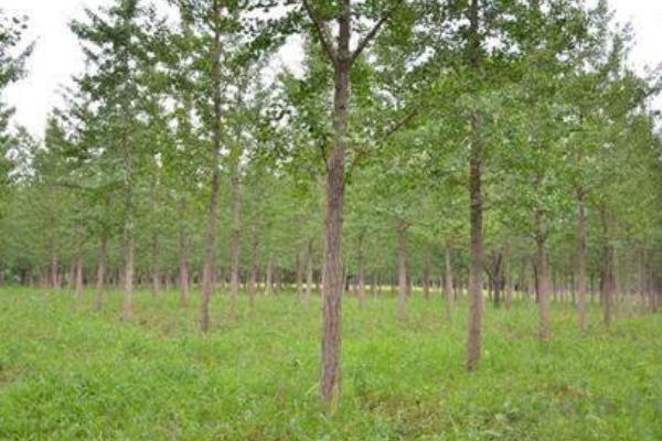 银杏树苗市场价格分别多少钱一棵(3年、10年、20年、30年)