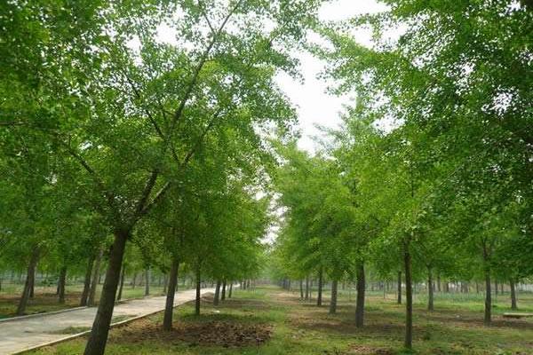 银杏树苗市场价格分别多少钱一棵(3年、10年、20年、30年)