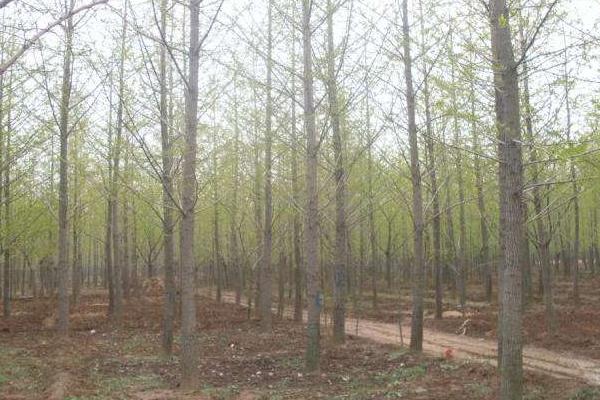 银杏树苗市场价格分别多少钱一棵(3年、10年、20年、30年)