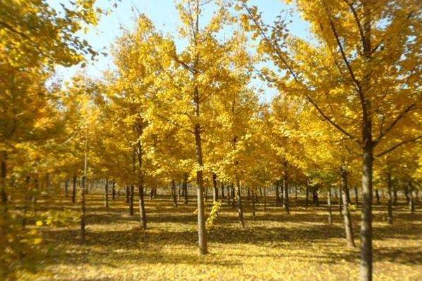 银杏树苗市场价格分别多少钱一棵(3年、10年、20年、30年)