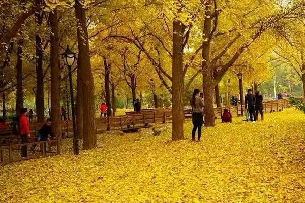 银杏树苗市场价格分别多少钱一棵(3年、10年、20年、30年)