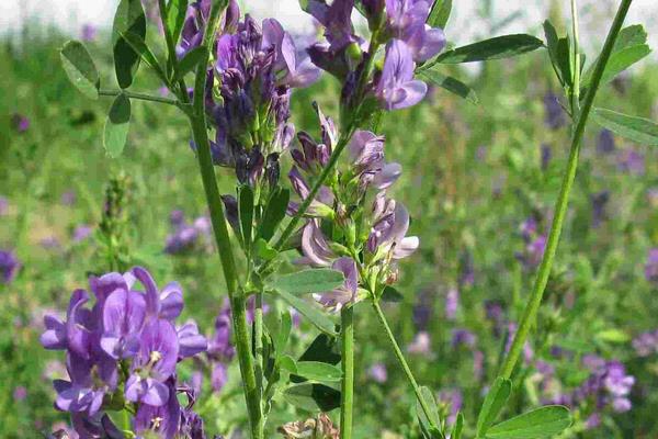 苜蓿草市场价格多少钱一吨  苜蓿草的营养价值