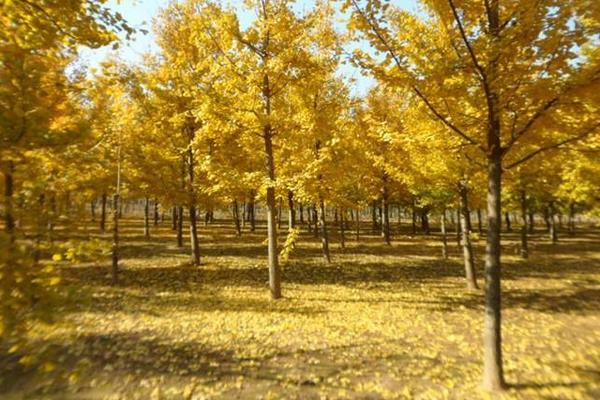 银杏树为什么又叫公孙树 世界第一银杏树图片及介绍