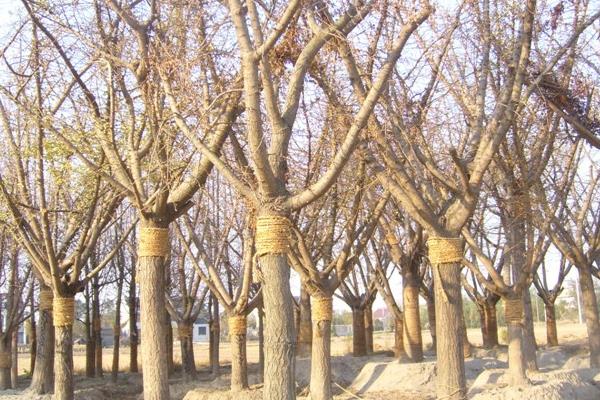 银杏树多少年结果 银杏树为什么不结果