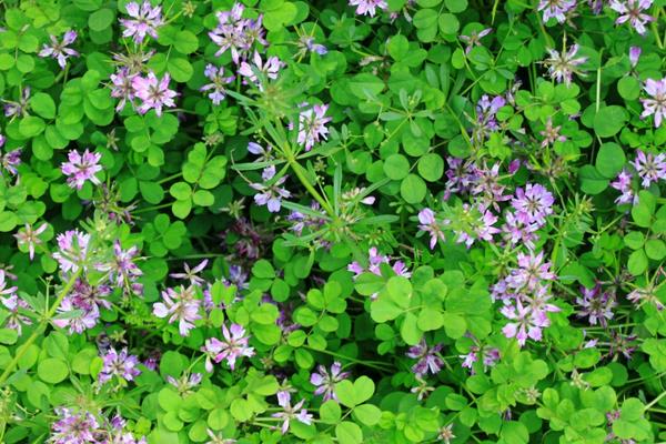 紫云英图片大全 紫云英简介