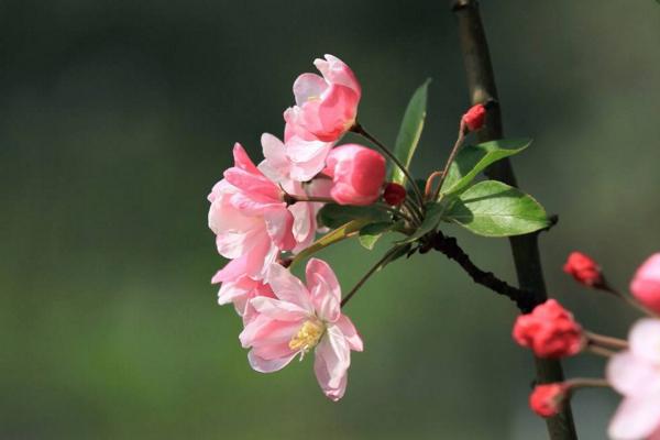 春天是什么时候 初春和早春哪个早,四月是春天还是夏天