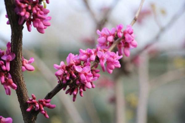 春天是什么时候 初春和早春哪个早,四月是春天还是夏天