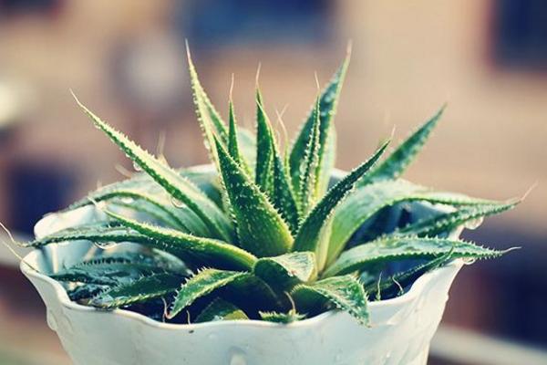 冬天有哪些花开 冬季有哪些花卉植物开花