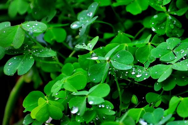 春天来了下一句是什么（补充句子） 关于春天的作文句子