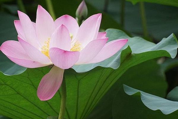 大暑是什么时候(几月) 大暑的由来 大暑有哪些习俗