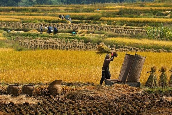 立秋节气的由来 立秋有哪些习俗 立秋是什么时候(几月)