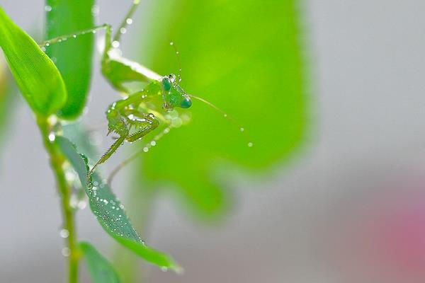 小暑是什么时候（几月） 小暑的由来 小暑有哪些习俗