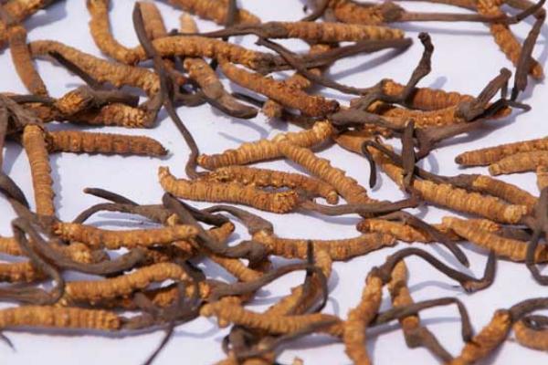 冬虫夏草一次吃几根 冬虫夏草真的有用吗