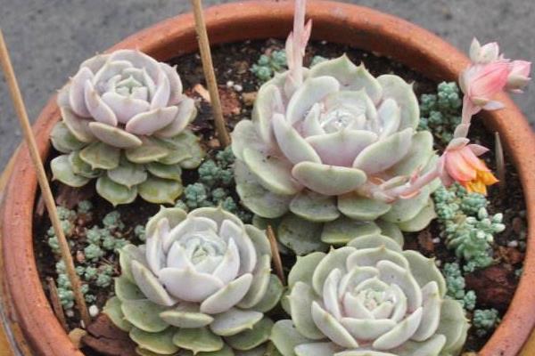 多肉植物丽娜莲和露娜莲的区别是什么(哪个贵)丽娜莲的养殖方法